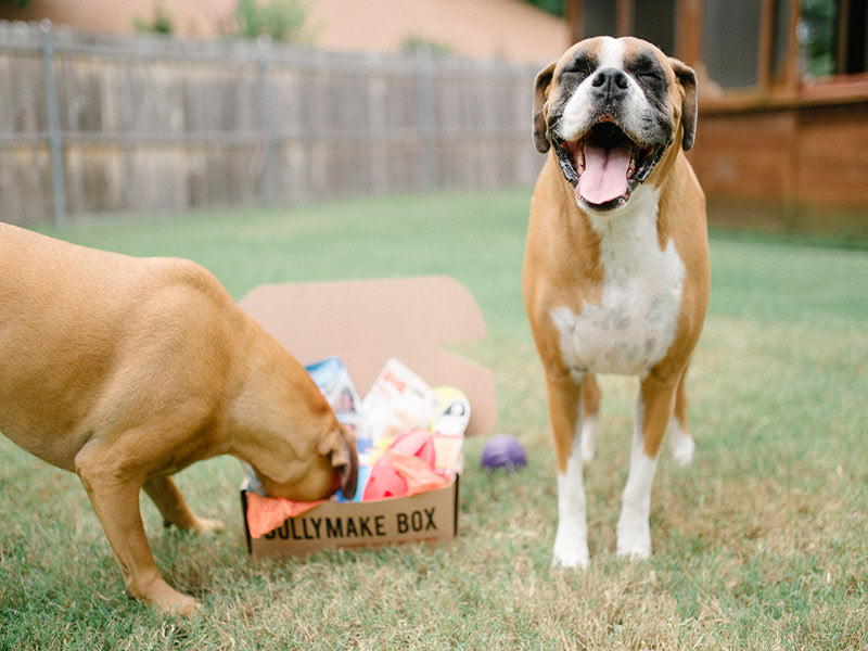 Dog Toy Box product image 5