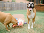 Dog Toy Box product image 5