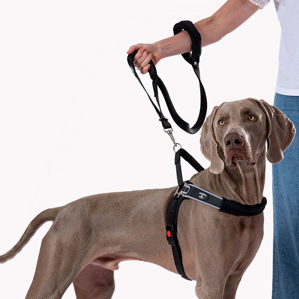 Reflective Martingale No-Pull Dog Harness product image 5