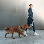 Bungee Dog Leash product image 5