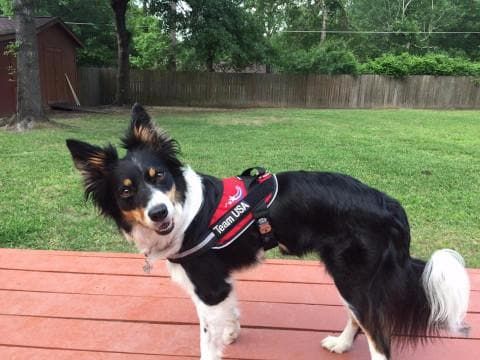Dog Harness product image 5
