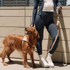 Bungee Dog Leash product image 5