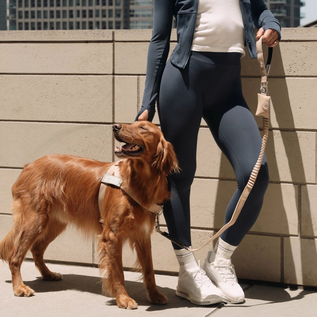 Bungee Dog Leash product image 5