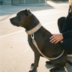 Tactical Dog Collar product image 5