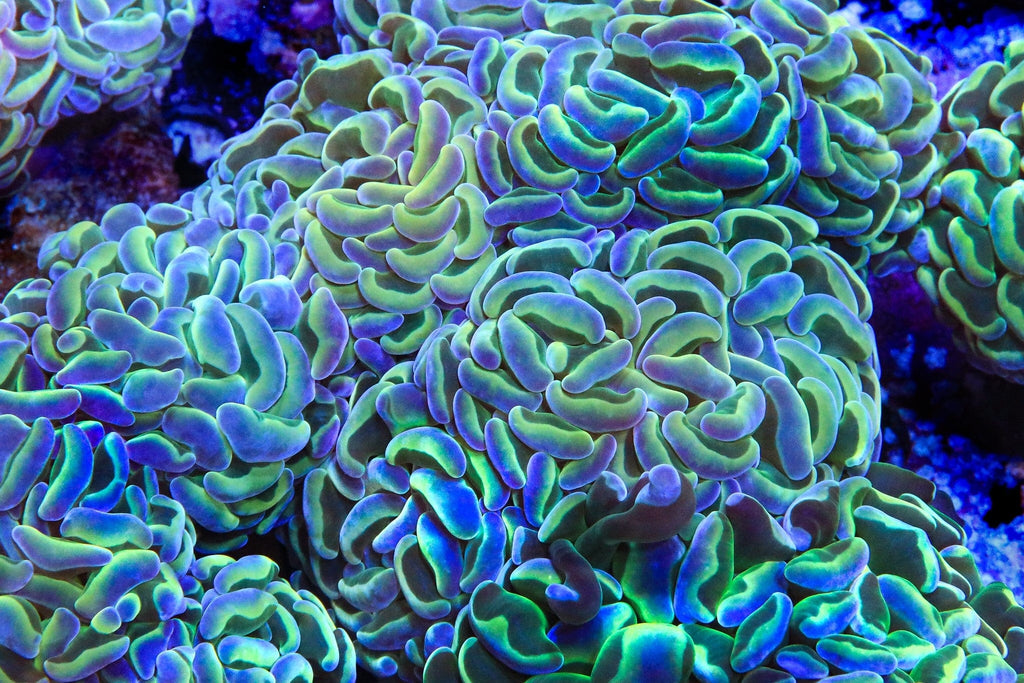 Hammer Coral product image 5