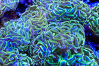 Hammer Coral product image 5