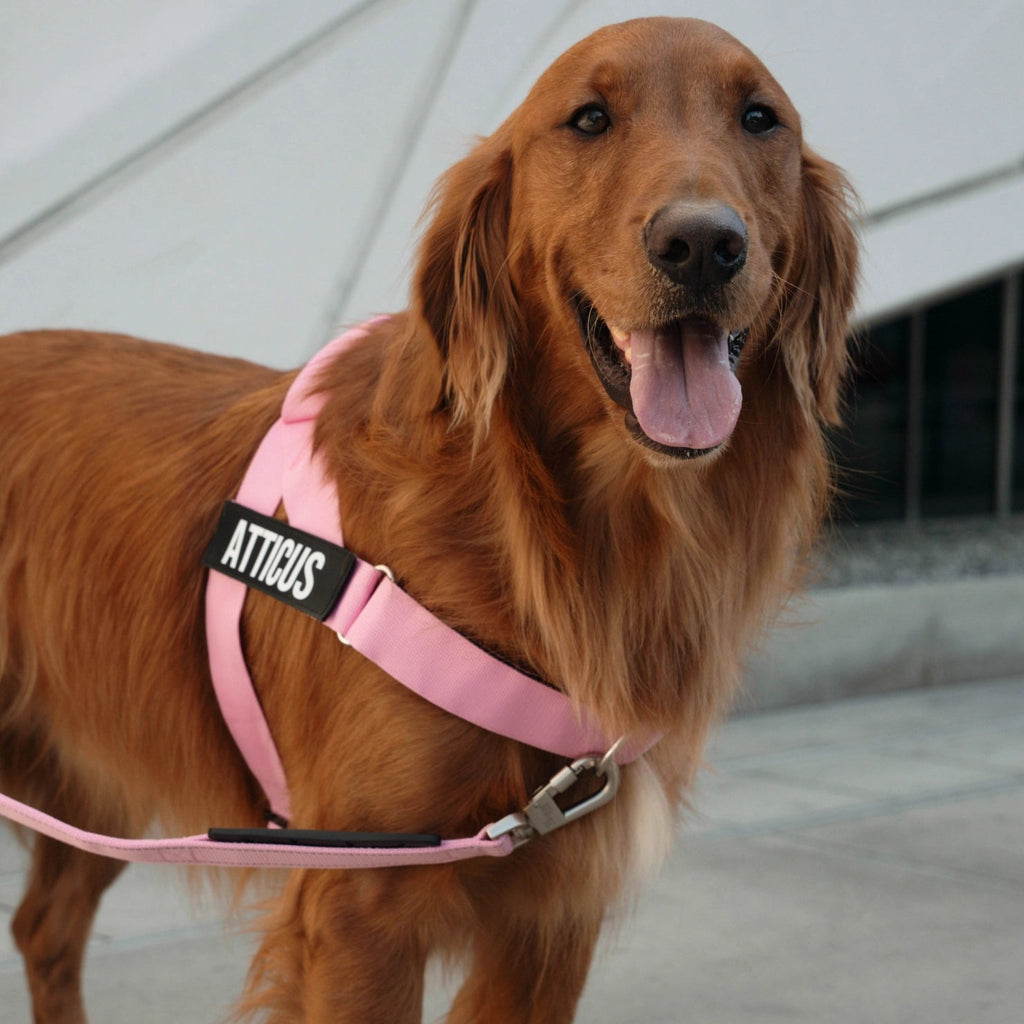 Bungee Dog Leash product image 5