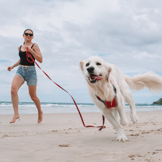 Dog Training Leash product image 5