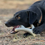 Nylon Dog Chew Toy product image 5