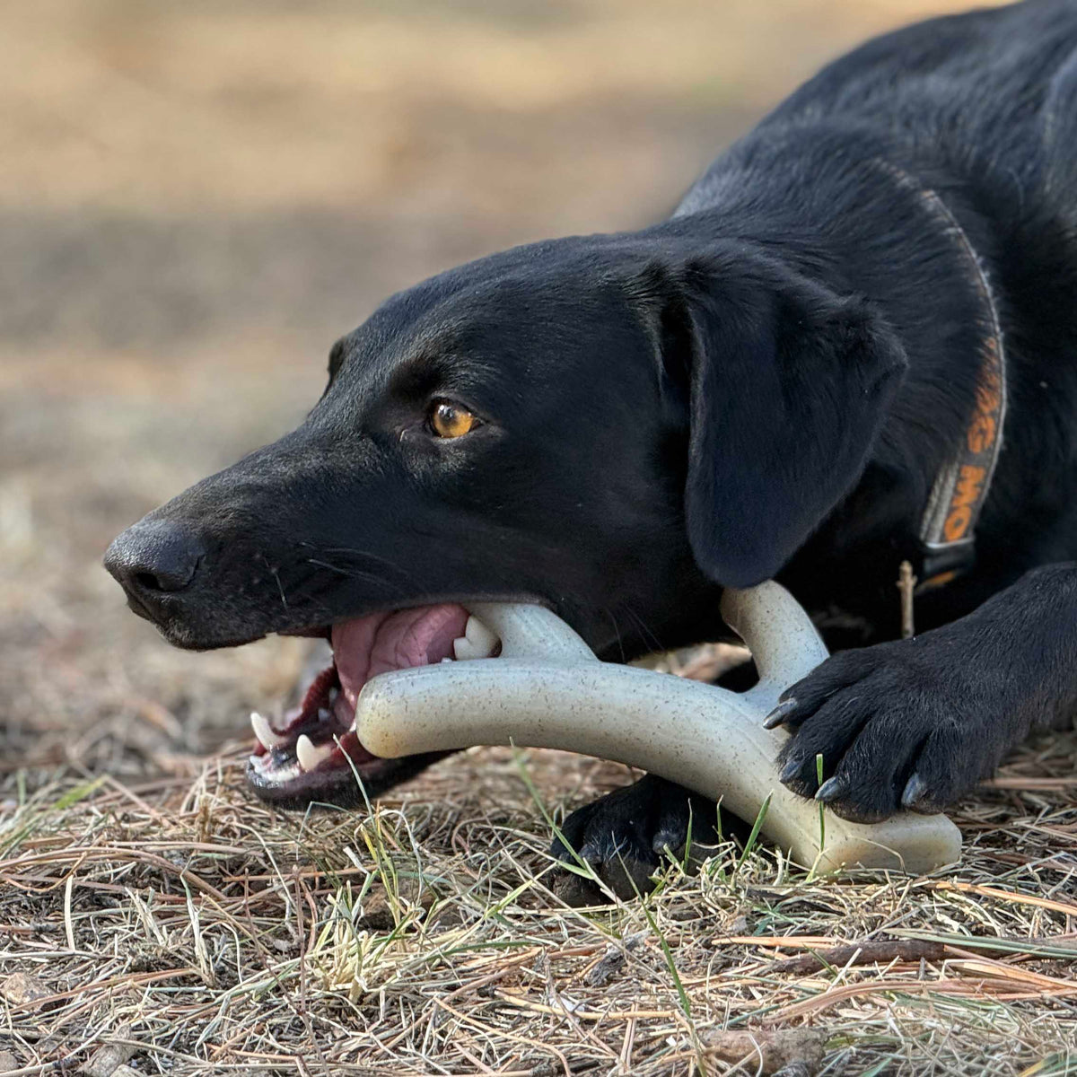 Nylon Dog Chew Toy product image 5