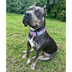 Martingale Dog Collar product image 5