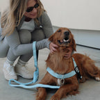 Bungee Dog Leash product image 5