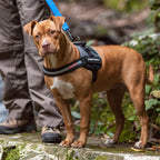 Dog Harness product image 5