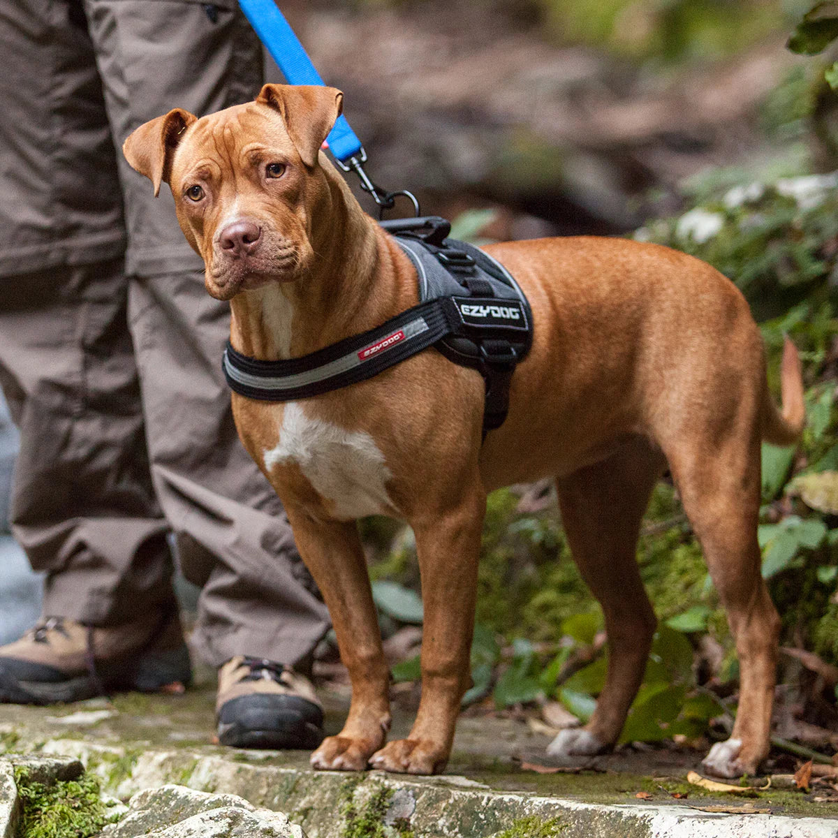 Dog Harness product image 5