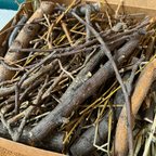Rabbit Chew Sticks product image 5
