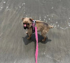 Reflective Mesh Small Pet Harness product image 5