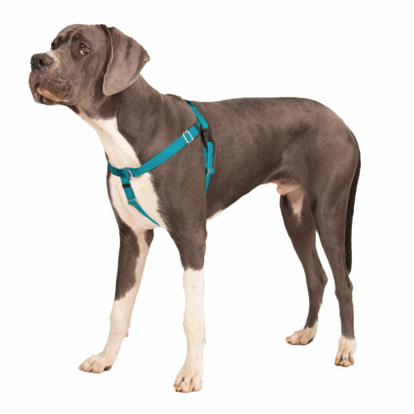 Teal No-Pull Dog Harness for Guided Walks, Front and Back Control Points with Velvet-Lined Chest Strap source image 6