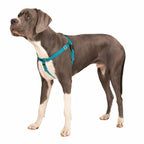 Teal No-Pull Dog Harness for Guided Walks, Front and Back Control Points with Velvet-Lined Chest Strap source image 6