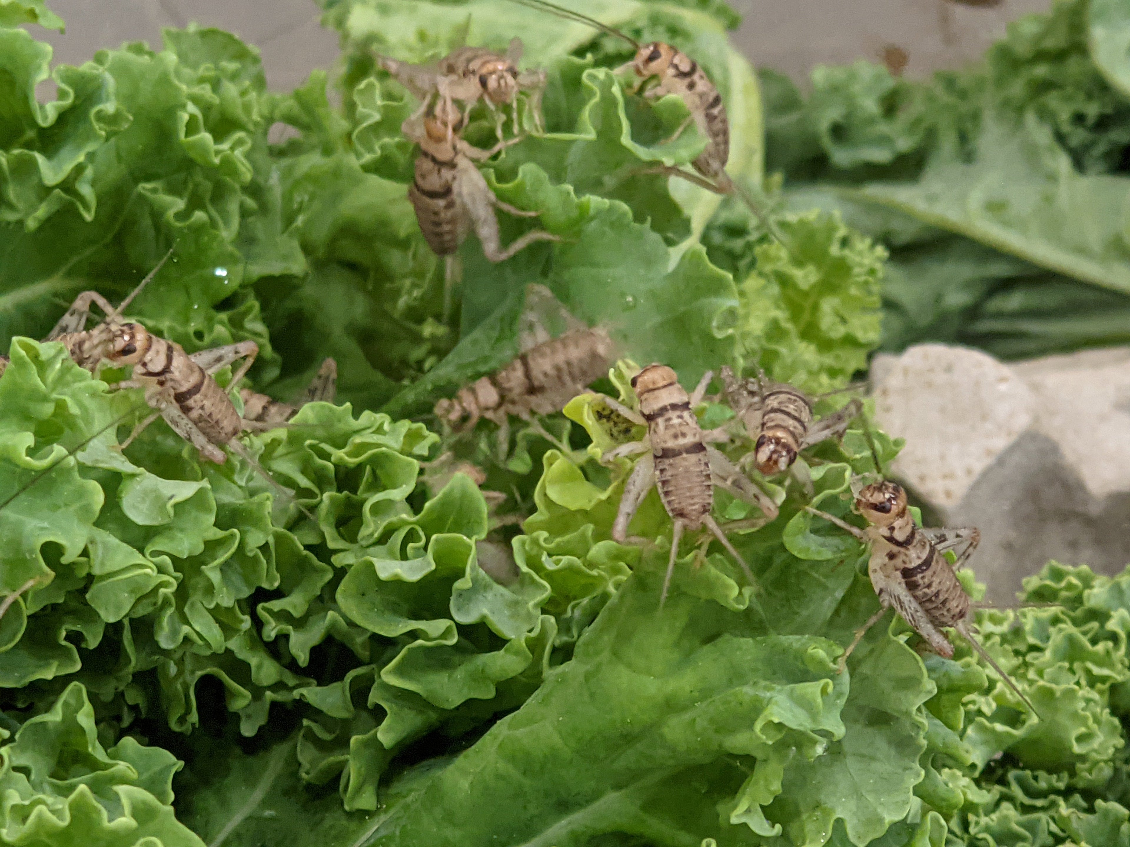 Live Banded Feeder Crickets in Half-Inch Size, Vented Travel Box and Five Quantity Counts for Reptiles source image 6