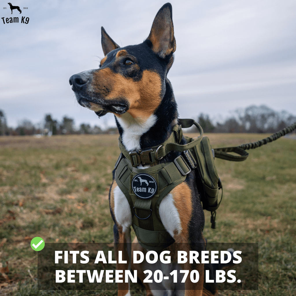 Heavy-Duty Tactical No-Pull Dog Harness with Dual D-Ring Control and Quick-Release Metal Buckles product image 6