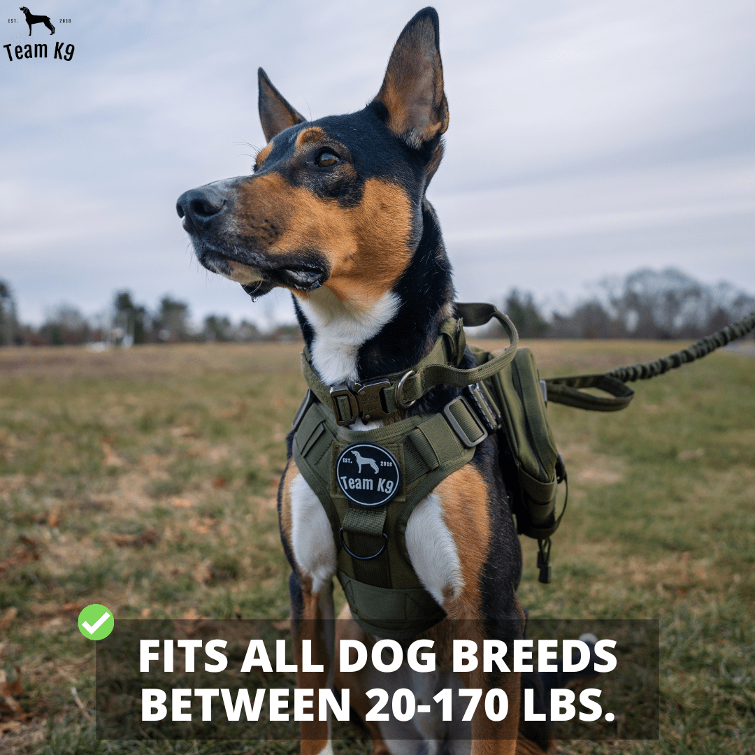 Heavy-Duty Tactical No-Pull Dog Harness with Dual D-Ring Control and Quick-Release Metal Buckles product image 6