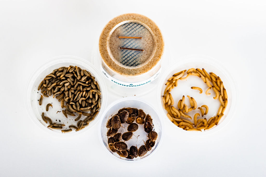 Live Feeder Insect Variety Pack for Reptiles, Combining Larvae, Roaches, Hornworms and Waxworms source image 6