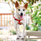 Red No-Pull Dog Harness, Velvet-Lined Chest Strap, Seven Sizes and Optional Double-Connection Leashes source image 6