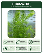 Live Hornwort Aquarium Plant Bunches for Floating or Planted Freshwater Tanks, Packs of Three or Six source image 6