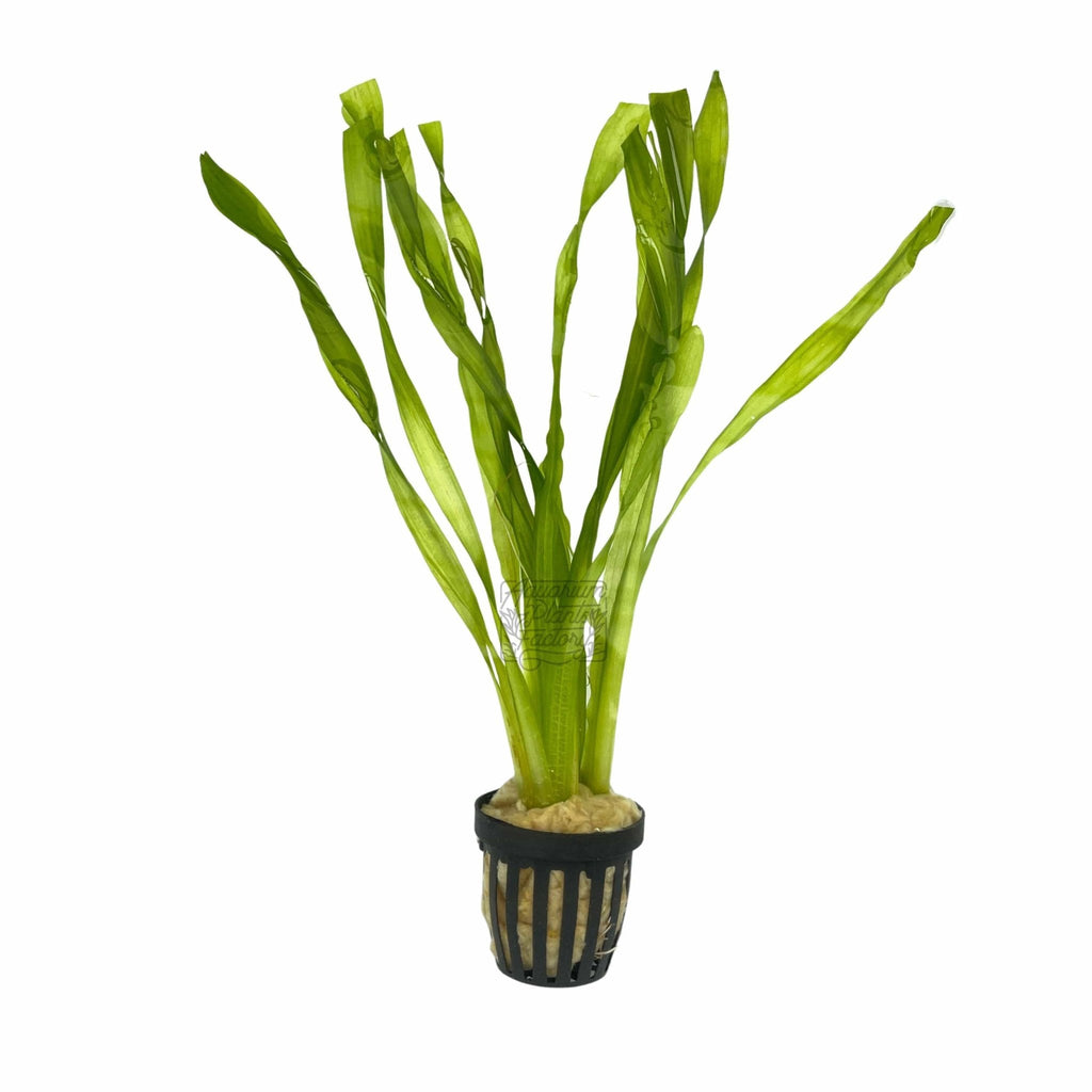 Corkscrew Vallisneria Aquarium Plant, 8 to 12 Inch Twisted Leaves in Bare-Root, Bunched or Potted Forms source image 6