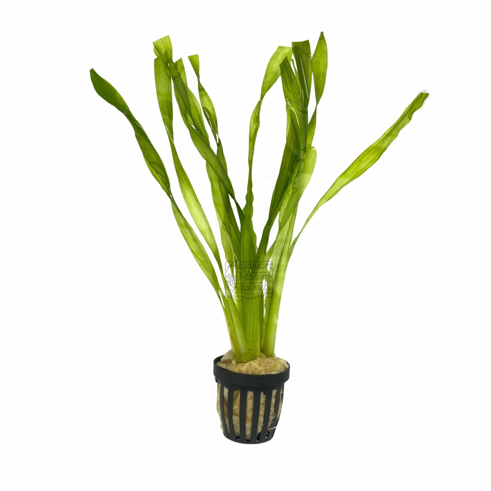 Corkscrew Vallisneria Aquarium Plant, 8 to 12 Inch Twisted Leaves in Bare-Root, Bunched or Potted Forms source image 6