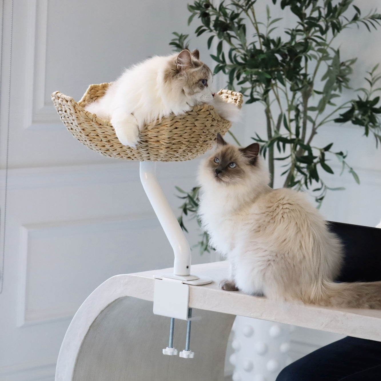 Rotating Desk-Mounted Cat Bed with Tool-Free Clamp, Handwoven or Birchwood Nest for Cats up to 45 lb source image 6