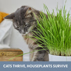 Organic Cat Grass Refill Kit, Three-Pack Wheat, Oat, Rye and Barley Seed Blend Growing in 5 to 7 Days source image 6