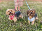 Gingham Step-In Dog Harness, Soft Adjustable Mesh Walking Vest in Five Colors for Dogs from 3 to 40 Pounds source image 6