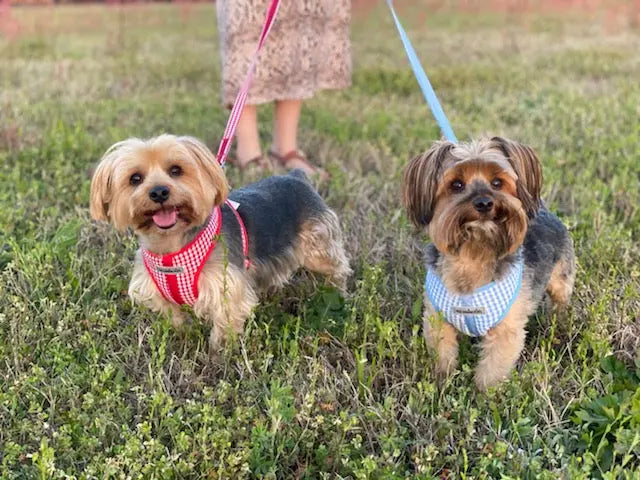 Gingham Step-In Dog Harness, Soft Adjustable Mesh Walking Vest in Five Colors for Dogs from 3 to 40 Pounds source image 6