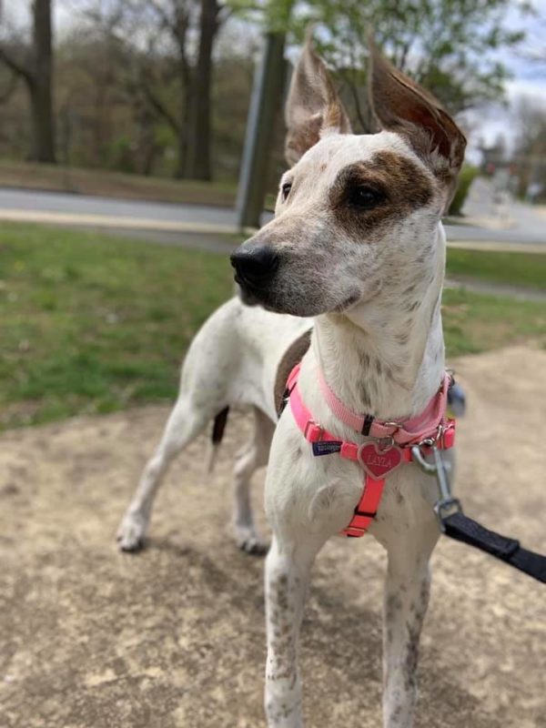 Hot Pink No-Pull Dog Harness, Velvet-Lined Chest Strap, Seven Sizes and Optional Double-Connection Leashes source image 6