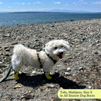 All-Season Dog Boots, Flexible Grip Soles in a Lightweight Set of Four for Hot Pavement and Winter Walks source image 6