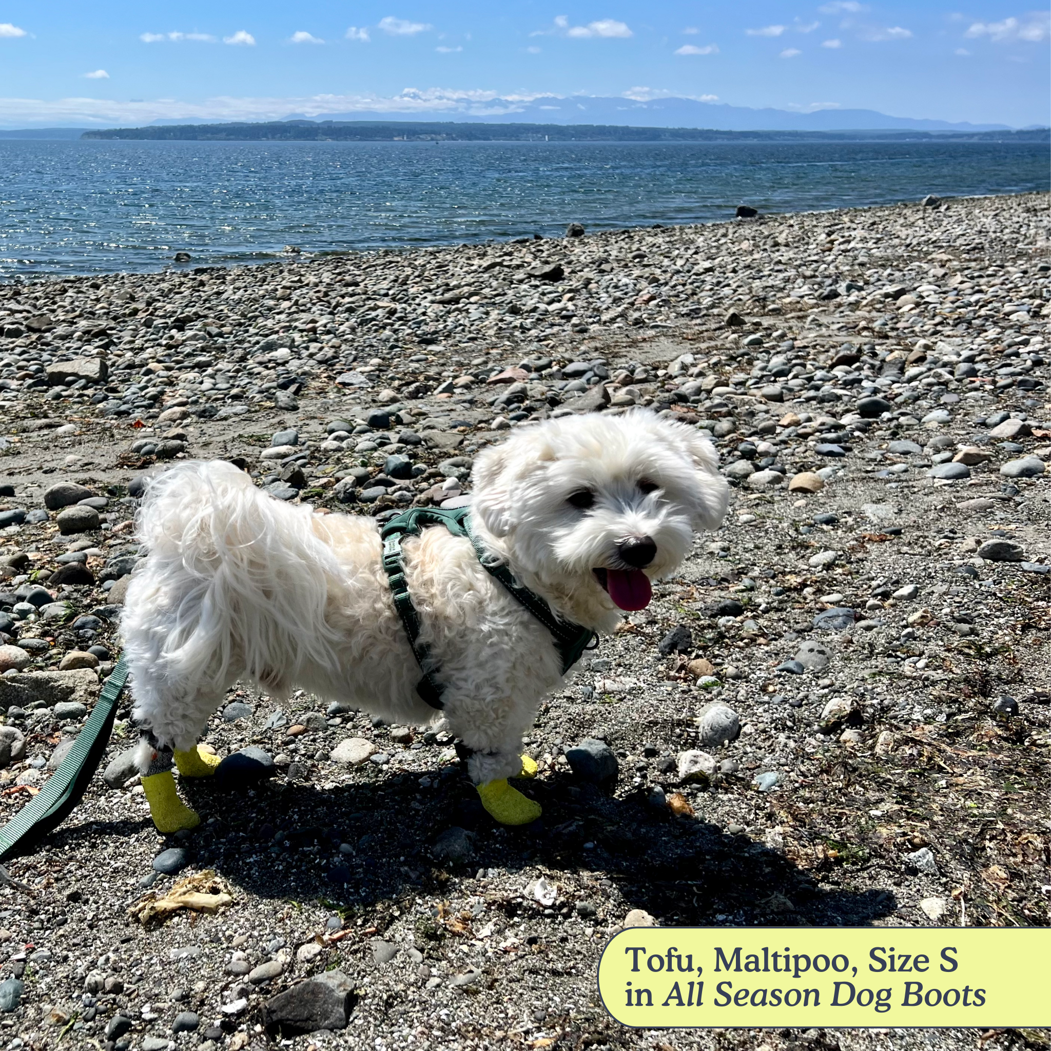 All-Season Dog Boots, Flexible Grip Soles in a Lightweight Set of Four for Hot Pavement and Winter Walks source image 6