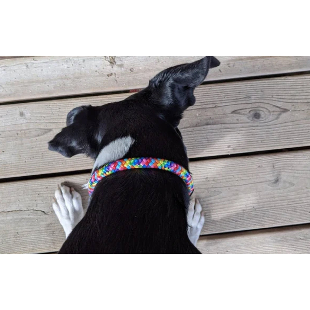 Rainbow Rope and Leather Dog Collar, Round Anti-Matting Design with Chrome Hardware in Nine Sizes source image 6