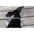 Rainbow Rope and Leather Dog Collar, Round Anti-Matting Design with Chrome Hardware in Nine Sizes source image 6