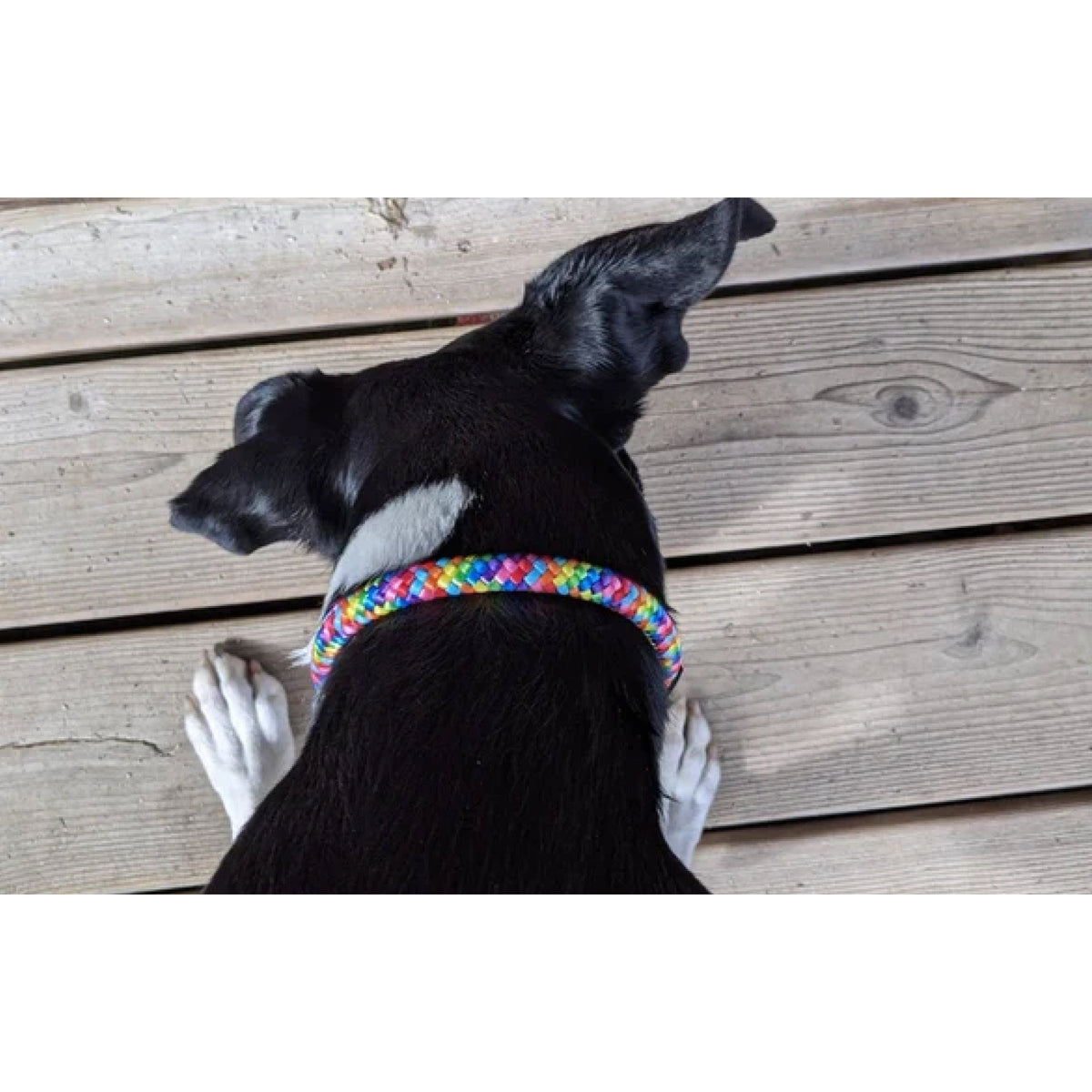 Rainbow Rope and Leather Dog Collar, Round Anti-Matting Design with Chrome Hardware in Nine Sizes source image 6