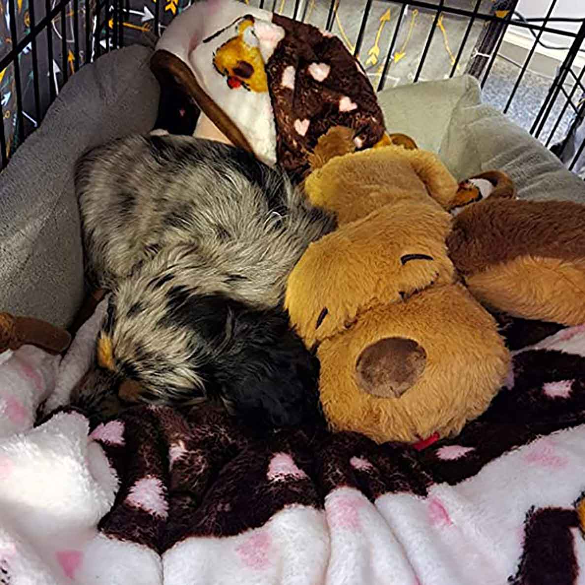 New Puppy Starter Kit for Home Transition, Heartbeat Plush and Coordinated Comfort Essentials Included source image 6