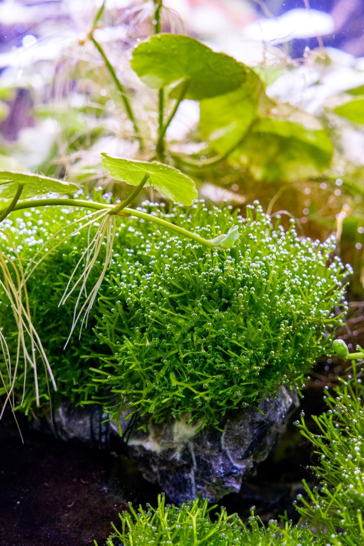 Riccia Fluitans Tissue Culture Aquarium Plant for Bright Green Floating Mats and Hardscape Carpeting source image 6