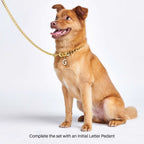 Gold Cuban Link Dog Collar in Nine Lengths from 9.8 to 25.6 Inches for a Bold Everyday Look product image 6
