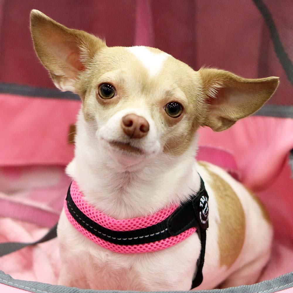 Adjustable Mesh Dog Harness for Small to Medium Pets, Reflective Step-In Design Across Seven Chest Sizes source image 6