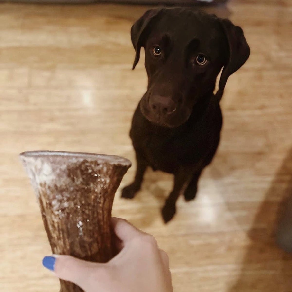 Moose Antler Base Dog Chew for Extreme Power Chewers, Dense Single-Piece Treat in Three Weight-Based Sizes source image 6