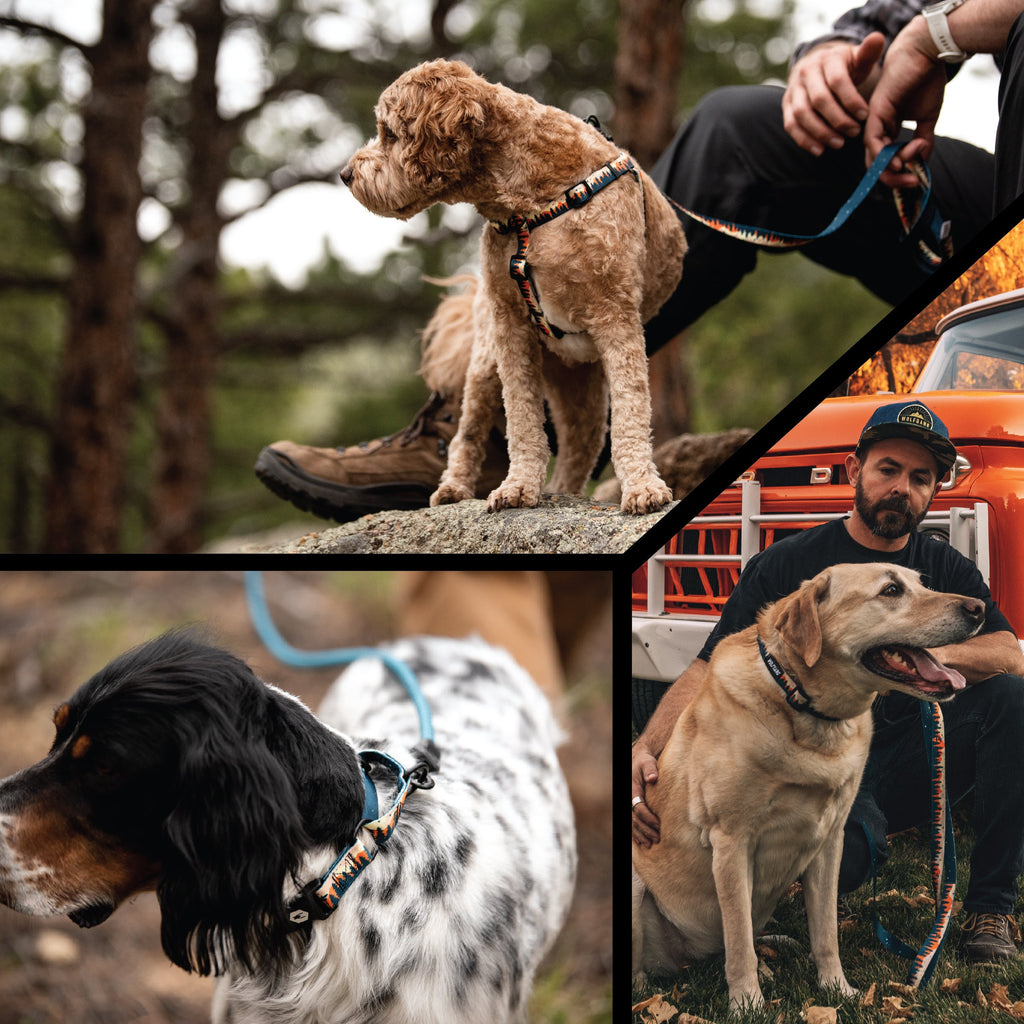 Adjustable Dog Walking Harness in Abrasion-Resistant Webbing for Secure Everyday Outdoor Adventures source image 6