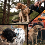 Adjustable Dog Walking Harness in Abrasion-Resistant Webbing for Secure Everyday Outdoor Adventures source image 6
