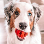 Natural Rubber Treat-Dispensing Dog Toy, Flexible Dental Chew Ball for Fetch in 6 cm and 7 cm Sizes source image 6