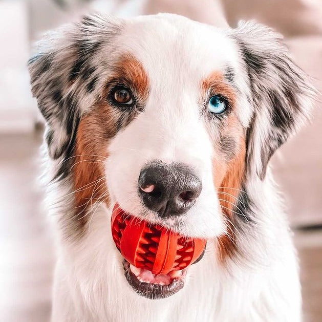Natural Rubber Treat-Dispensing Dog Toy, Flexible Dental Chew Ball for Fetch in 6 cm and 7 cm Sizes source image 6