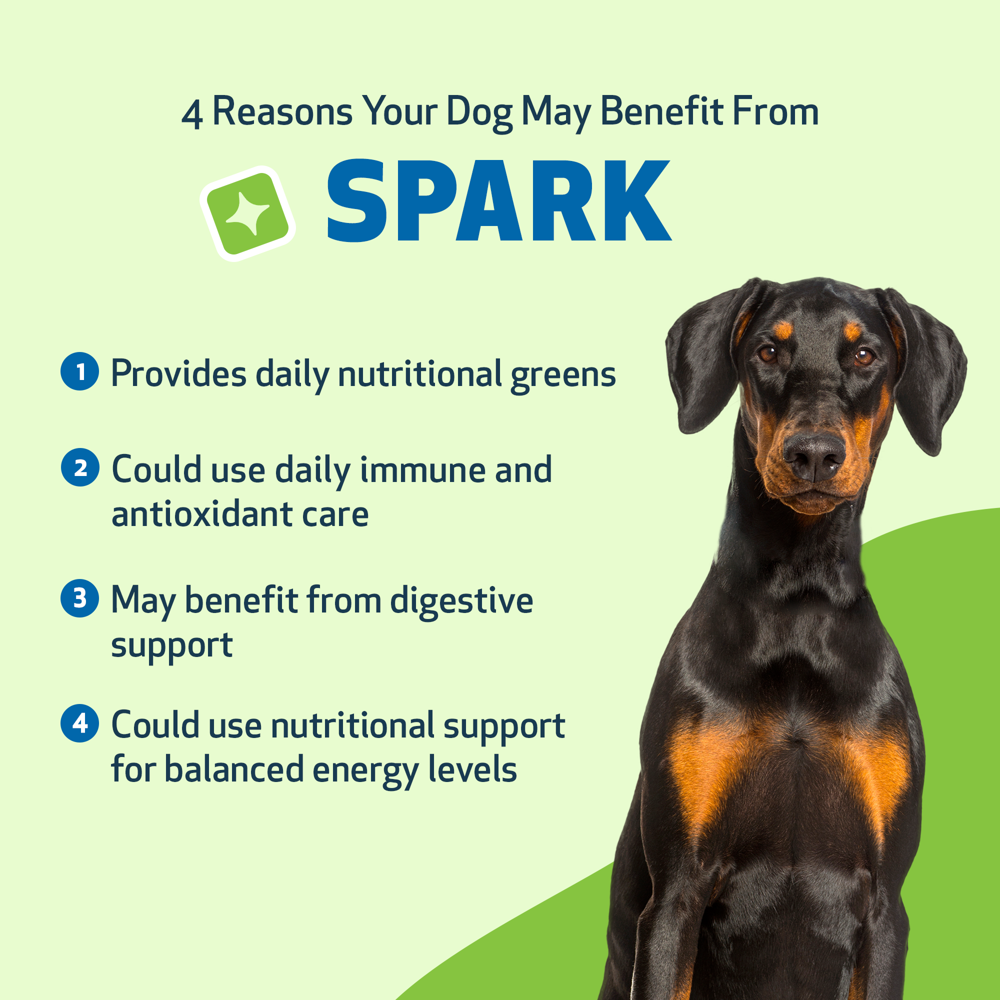 Daily Dog Greens Supplement, 3.53 oz Bacon-Flavored Food Topper for Digestion and Everyday Nutrition source image 6